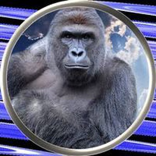 Harambe